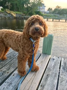 a brown dog standing on top of a wooden dock