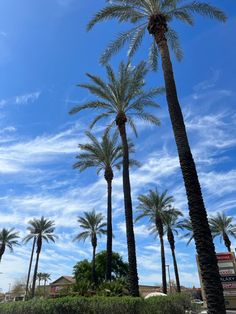 the palm trees are lined up against the blue sky