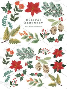 holiday greenery with holly, pine cones and mistle leaves on white background - christmas stock illustrations