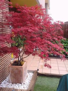 Beste Duftgeranien fur Balkon und WohnungRichtig pflanzenpflegen und vermehrenGeranien sind klassische BalkonblumenDuftgeranien findet man seltener auf dem BalkonSie blühen nicht üppighaben... Japanese Maple Garden, Acer Trees, Mailbox Landscaping, Balcony Planters, Front Garden Design, Japanese Maples, Japanese Garden Design, Lawn Sprinklers, Garden Types