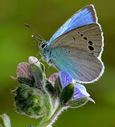 a blue butterfly sitting on top of a purple flower