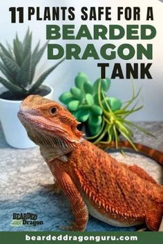 a bearded dragon sitting on top of a table next to a succulent plant