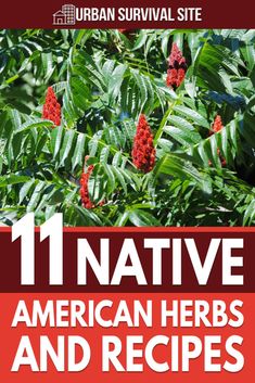 Native American Remedies, Native American Herbs, Herbs Recipes, Native American Food, Herbs And Plants, Edible Wild Plants, Herb Recipes