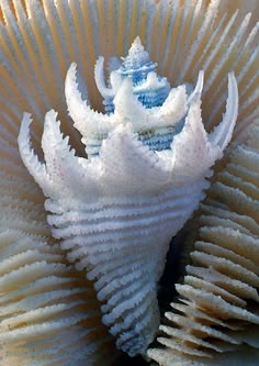 a close up view of some white corals with blue and white designs on it