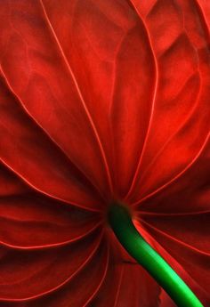 a close up view of the center of a large red flower with green stamen