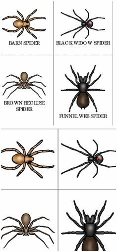 different types of spiders and their names