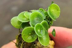 small green plants growing out of the top of a piece of driftwood in someone's hand