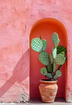 a potted cactus in front of a pink wall