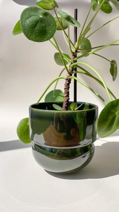 a potted plant with green leaves in it