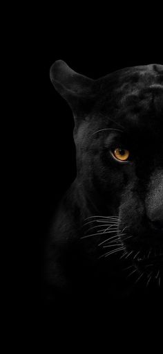 a close up of a black panther's face with yellow eyes and whiskers