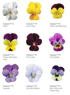 an image of pansies in different colors