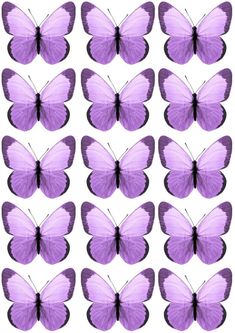 purple butterflies are arranged in rows on a white background stock photo - 1307982