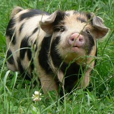 a small pig is standing in the grass