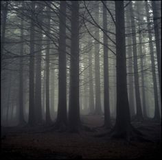 a forest filled with lots of tall trees covered in fog and mistgy skies above