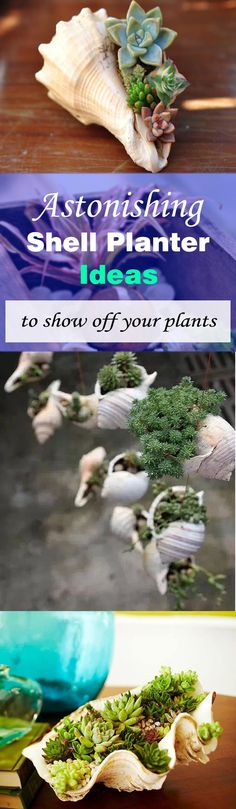 an assortment of plants and shells on a table with text overlay that reads, fascinating shell planter ideas to show off your plants