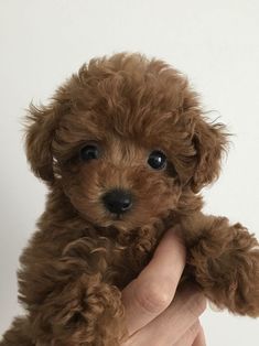 a small brown dog sitting on top of a person's hand