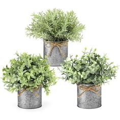 three potted plants are tied with twine and placed in tin cans on a white background