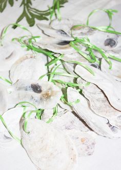 sea shells and green stems on a white table cloth