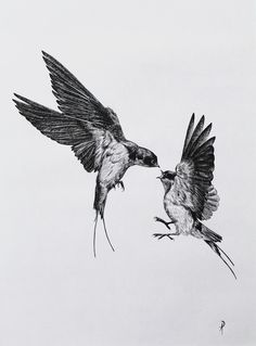 two birds that are flying next to each other