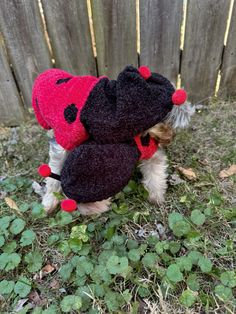 a small dog wearing a black and red hat on top of it's head