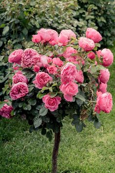 a bush with pink roses growing on it in the middle of some grass and bushes