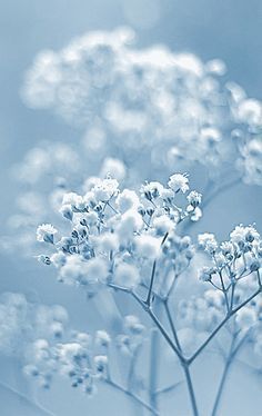 a bunch of white flowers sitting on top of a table