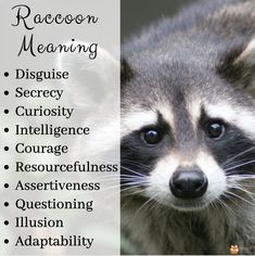 a raccoon with the words raccoon meaning