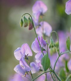 purple flowers with green leaves in the foreground and blurry backround background