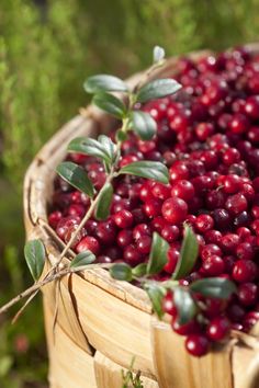 a basket filled with lots of red berries