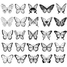 the different types of butterflies in black and white