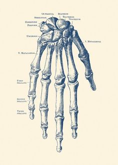 a diagram of the bones of a human hand