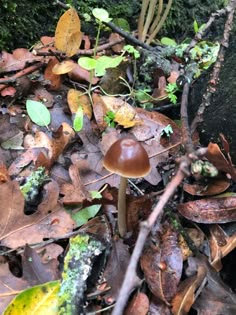 a mushroom on the ground surrounded by leaves