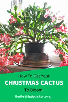 a potted plant with the words how to get your christmas cactus to bloom