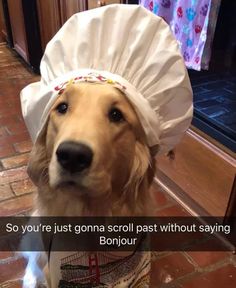 a golden retriever dog wearing a white bonnet and looking up at the camera with a caption that reads, so you're just gonna scroll past past without saying bonjou