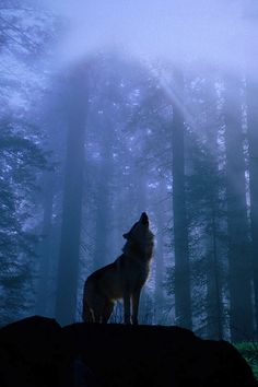 a lone wolf standing on top of a hill in the woods at night with fog