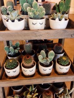 several potted plants are arranged on three shelves