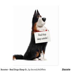 a black and white dog with a sign that says read dogs slay outside poster