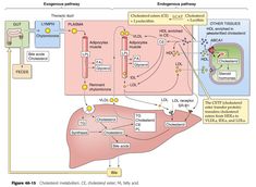 a diagram showing the different stages of an endoscopic pathway