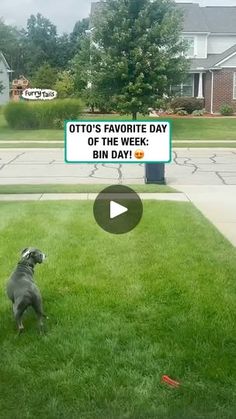 a dog standing on top of a lush green field