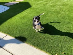 a black and white dog standing on top of a green grass covered field next to a basketball court