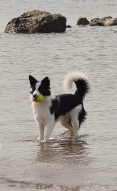 a black and white dog standing in the water with a frisbee in its mouth