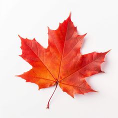 red maple leaf digital image Leaf Photography, Leaf Images, Red Maple, Nature Artwork, Etsy Art Prints, Breathtaking Beauty, Red And Orange, Watercolor Leaves, Fiery Red