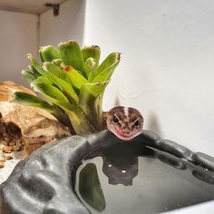 a small lizard sitting on top of a rock next to a plant in a bowl