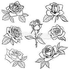 black and white roses on a white background stock photo - image 349784