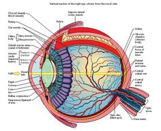 diagram of the human eye with all parts labeled