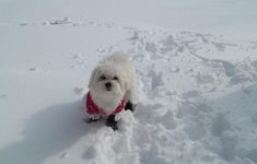 a small white dog standing in the snow