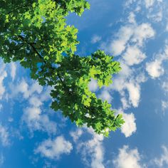 looking up at the leaves and branches of a tree against a blue sky with clouds