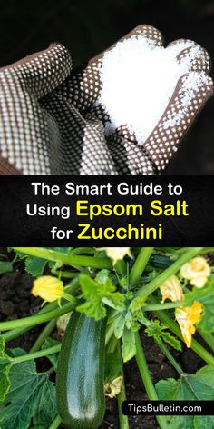 the smart guide to using epsom salt for zucchini is an easy way to grow zucchini