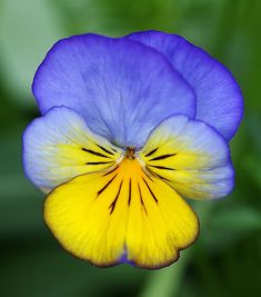 a blue and yellow flower with green leaves in the background