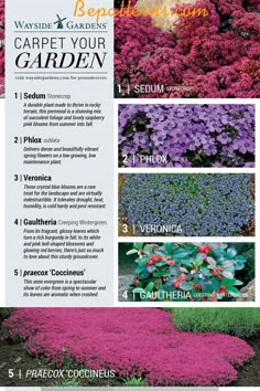 an info sheet describing the different types of flowers and plants in this garden, including purple